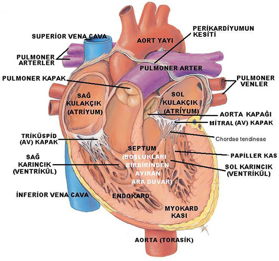 Kalbin Bölümleri