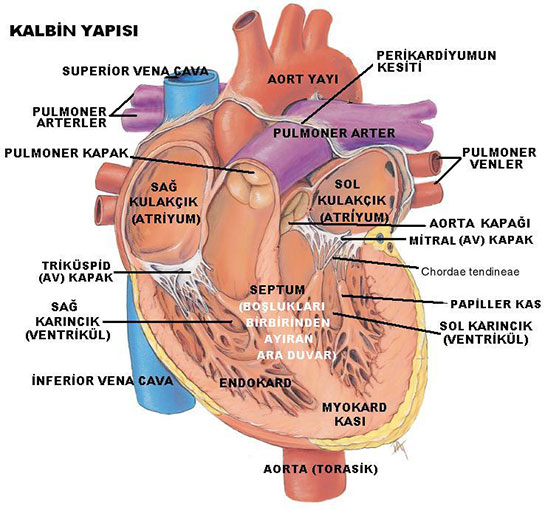 Kalp Anatomisi