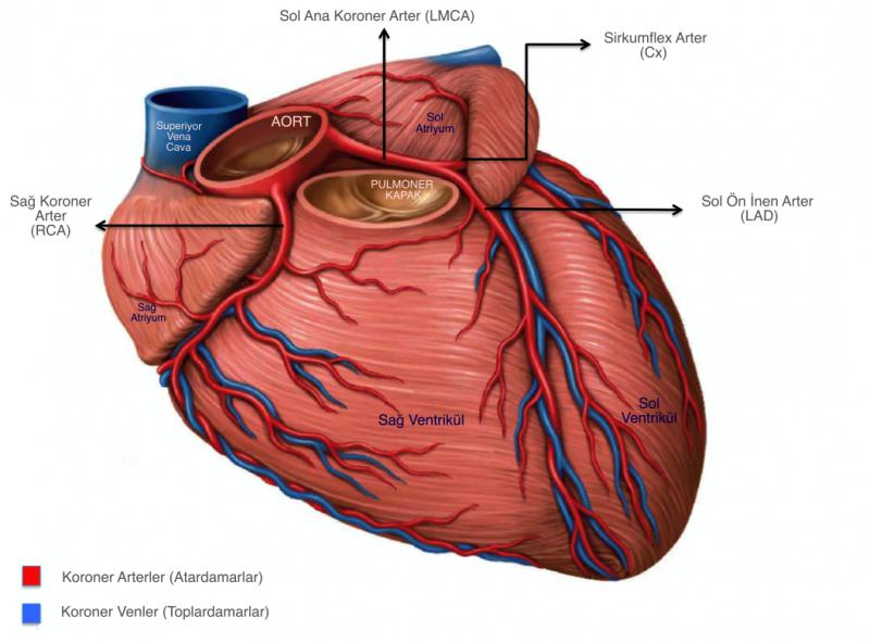 Kalp Bölümleri