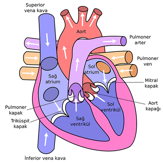 Kalp Fizyolojisi