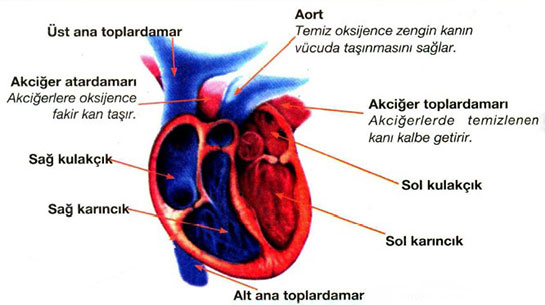 Kalp Grevi