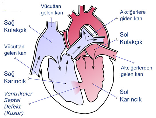 Kalp Odacklar